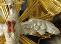 Hl. Geist, symbolisiert durch eine Taube, Weißgold